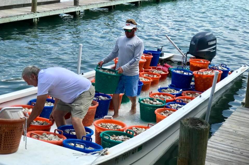 8.2 clam restoration CREDIT Sarasota Bay Watch
