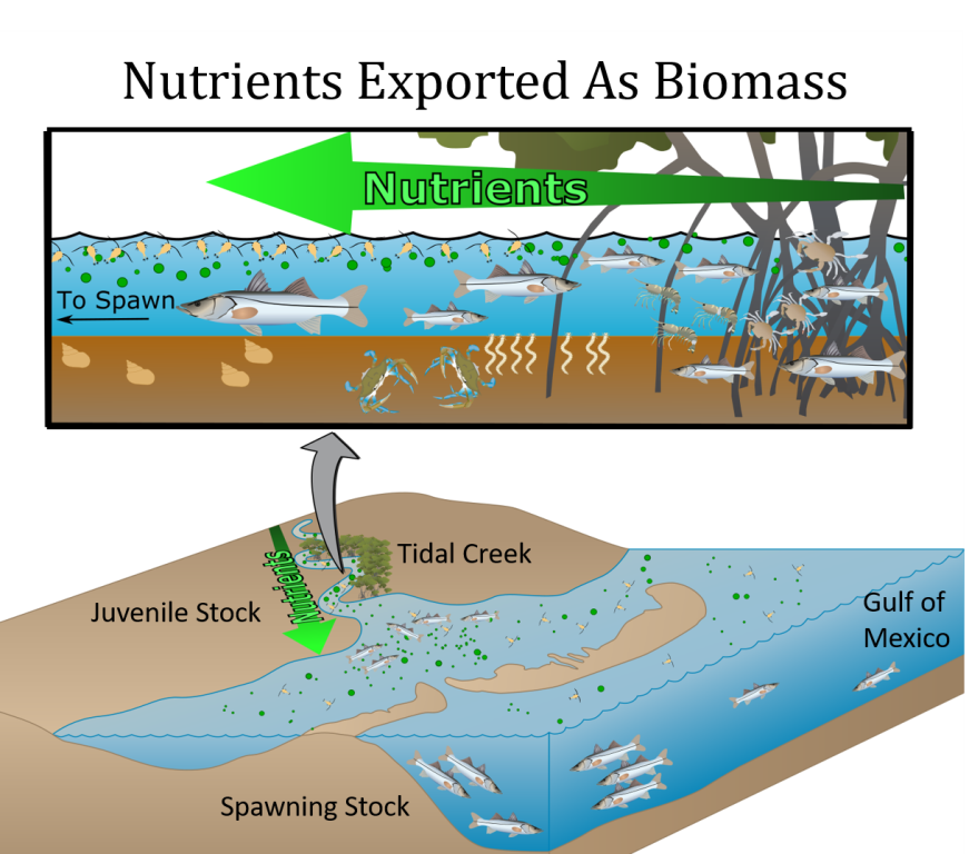 8.2.1 tidal creek biomass export CREDIT Janicki Environmental