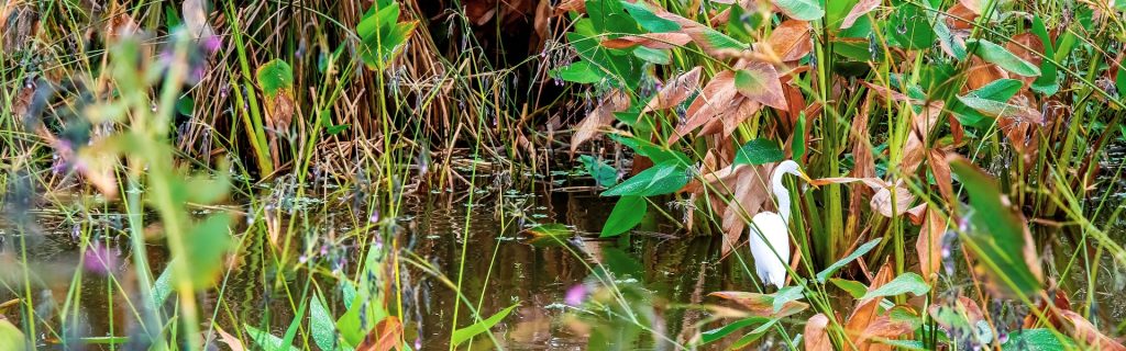 Strategic Plans to Improve Water Quality In Local Waterways Are Published and Initiated