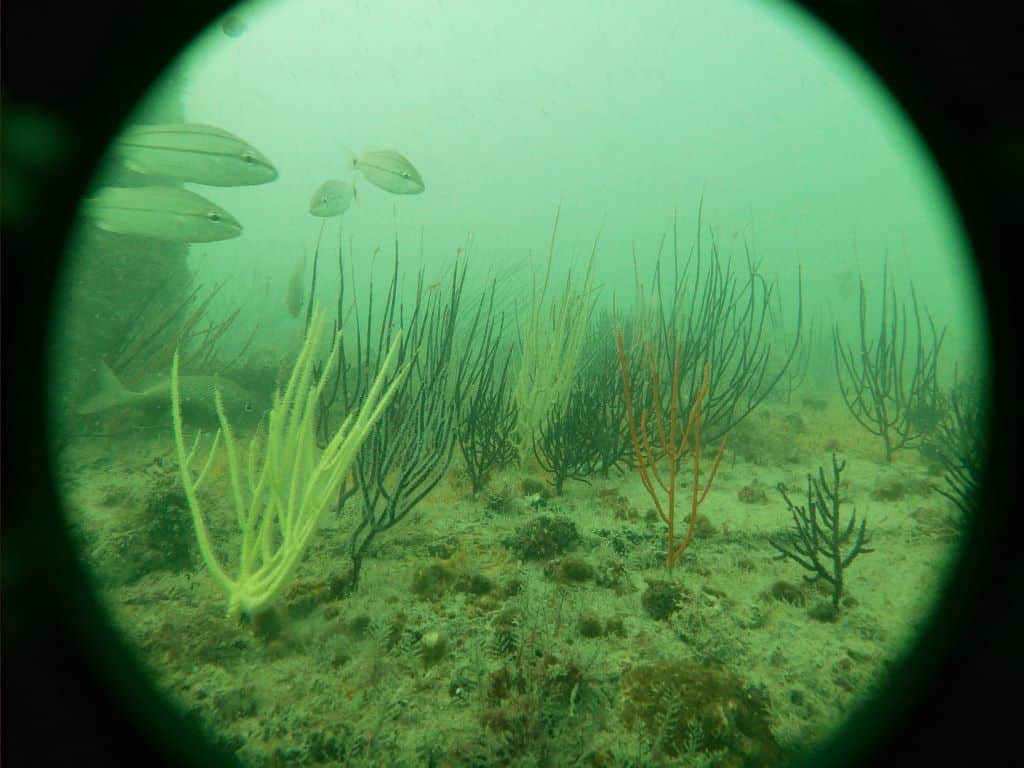 new 8.2 Artificial Reef CREDIT Manatee County underwater photo of fish by an artificial reef